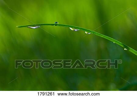 Water droplets on blade of grass View Large Photo Image Stock Image - Water droplets on blade of grass. Fotosearch