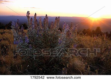 Wildflowers and sunset over mountain View Large Photo Image Stock Image - Wildflowers and sunset over mountain. Fotosearch