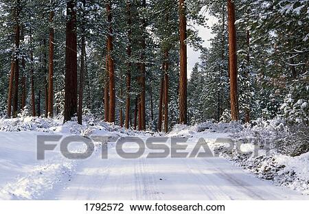 Stock Image - Winter road in ponderosa pine forest. Fotosearch