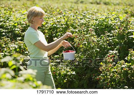 Woman picking raspberries View Large Photo Image Stock Image - Woman picking raspberries. Fotosearch