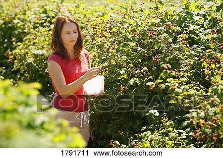 Woman picking raspberries View Large Photo Image Stock Image - Woman picking raspberries. Fotosearch