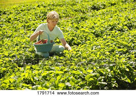 Woman picking strawberries View Large Photo Image Picture - Woman picking strawberries. Fotosearch