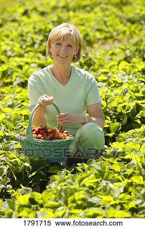 Stock Photography - Woman picking strawberries. Fotosearch