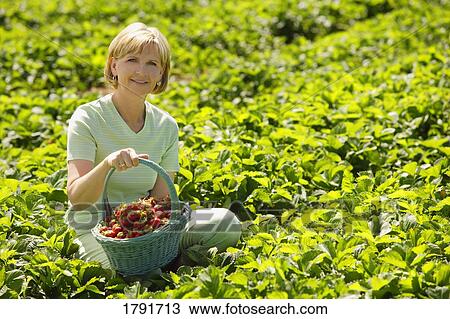 Woman sitting in strawberry field View Large Photo Image Stock Image - Woman sitting in strawberry field. Fotosearch