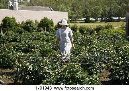 Woman wearing old-fashioned clothing in garden View Large Photo Image Stock Image - Woman wearing old-fashioned clothing in garden. Fotosearch