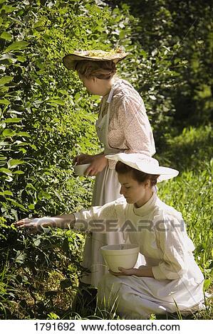 Stock Image - Women picking berries in old-fashioned clothing. Fotosearch