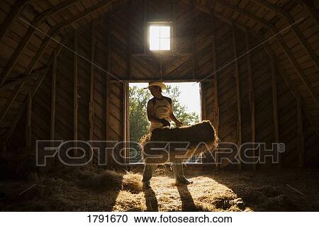 Young man moving bale of hay in barn View Large Photo Image Stock Image - Young man moving bale of hay in barn. Fotosearch