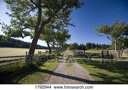 Picture - A country lane, Salt Spring Island, BC, Canada. Fotosearch