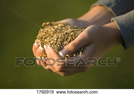 Stock Photo - A handful of grain. Fotosearch