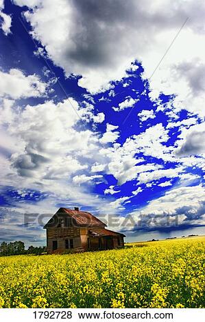 Abandoned homestead in a canola field View Large Photo Image Stock Photo - Abandoned homestead in a canola field. Fotosearch
