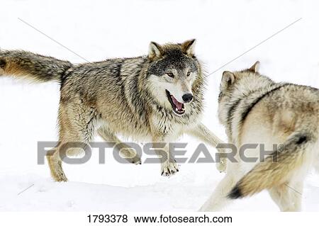 Aggressive wolves View Large Photo Image Stock Photo - Aggressive wolves. Fotosearch