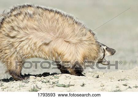 American Badger defending its territory View Large Photo Image Stock Image - American Badger defending its territory. Fotosearch