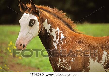 Stock Image - American paint horse colt. Fotosearch
