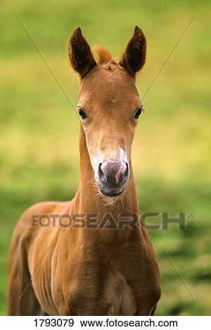 Stock Photo - American paint horse colt. Fotosearch