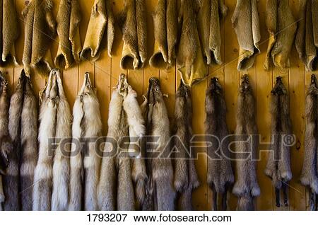 Stock Photo - Animal pelts. Fotosearch