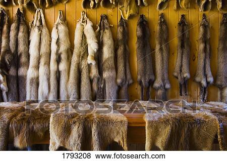 Stock Photo - Animal pelts. Fotosearch