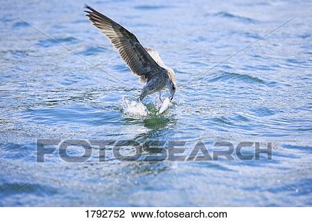 Stock Image - Bird fishing. Fotosearch