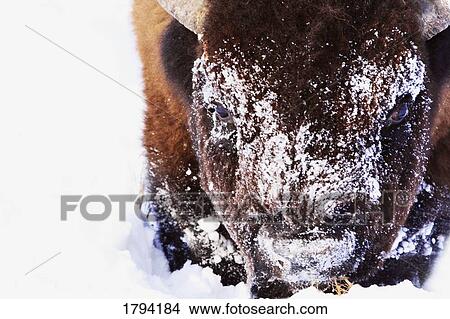 Bison in winter View Large Photo Image Picture - Bison in winter. Fotosearch