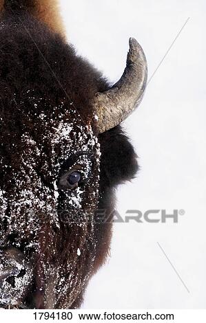 Bison in winter View Large Photo Image Stock Image - Bison in winter. Fotosearch
