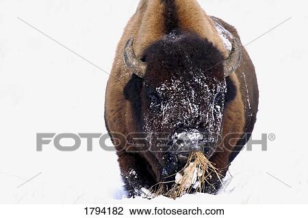 Bison in winter View Large Photo Image Stock Image - Bison in winter. Fotosearch