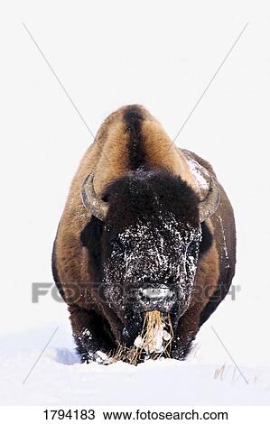 Bison in winter View Large Photo Image Stock Image - Bison in winter. Fotosearch