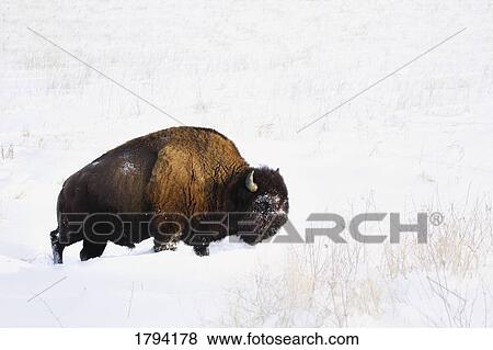 Bison in winter View Large Photo Image Stock Photo - Bison in winter. Fotosearch