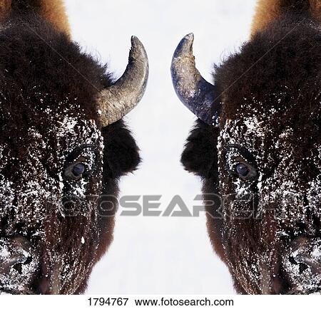 Stock Photo - Bison in winter. Fotosearch