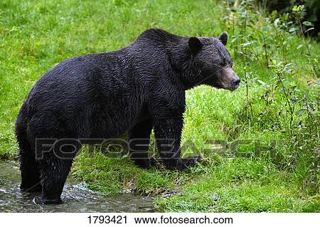 Black bear View Large Photo Image Stock Image - Black bear. Fotosearch