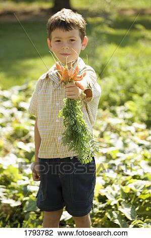Stock Image - Boy holding freshly picked carrots. Fotosearch