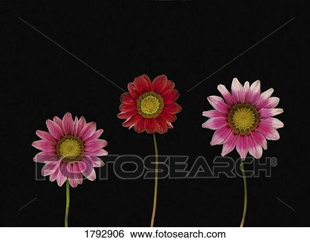 Stock Photograph - Bright colorful daisies. Fotosearch