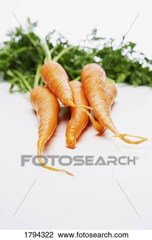 Bundle of fresh carrots View Large Photo Image Stock Image - Bundle of fresh carrots. Fotosearch