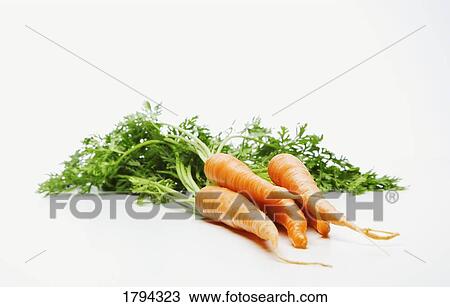 Bundle of harvested carrots View Large Photo Image Stock Image - Bundle of harvested carrots. Fotosearch