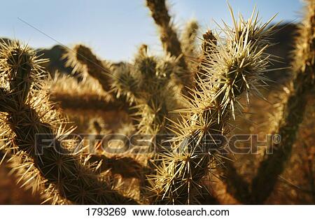 Stock Photo - Cactus needles. Fotosearch