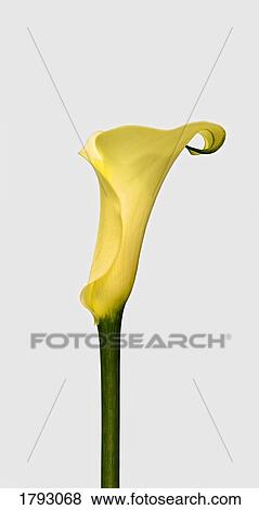 Cana lily View Large Photo Image Stock Photo - Cana lily. Fotosearch
