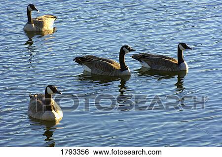 Canada geese on water View Large Photo Image Stock Photograph - Canada geese on water. Fotosearch