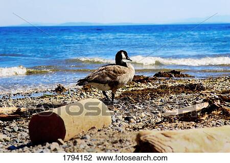 Canadian Goose View Large Photo Image Stock Image - Canadian Goose. Fotosearch