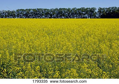 Stock Photography - Canola field. Fotosearch
