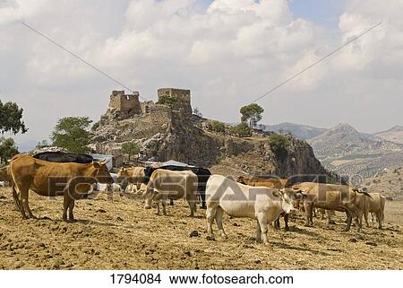 Castle and cattle in Spain View Large Photo Image Picture - Castle and cattle in Spain. Fotosearch