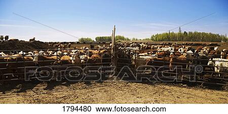 Cattle in corral View Large Photo Image Stock Image - Cattle in corral. Fotosearch