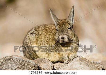 Chinchilla sitting on rocks View Large Photo Image Stock Photograph - Chinchilla sitting on rocks. Fotosearch