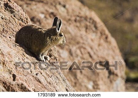 Chinchilla View Large Photo Image Stock Photo - Chinchilla. Fotosearch