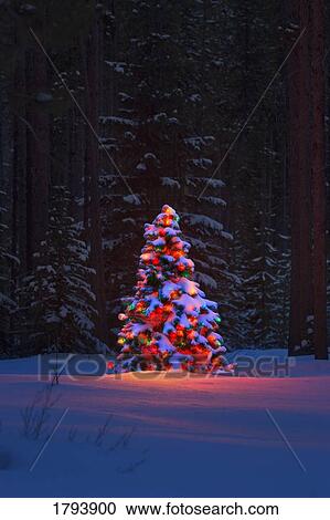 Christmas tree in a forest View Large Photo Image Stock Image - Christmas tree in a forest. Fotosearch