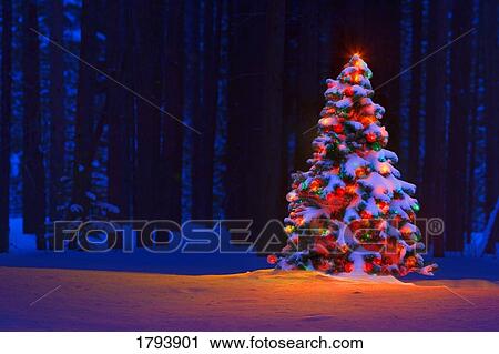 Christmas tree in a forest View Large Photo Image Stock Image - Christmas tree in a forest. Fotosearch