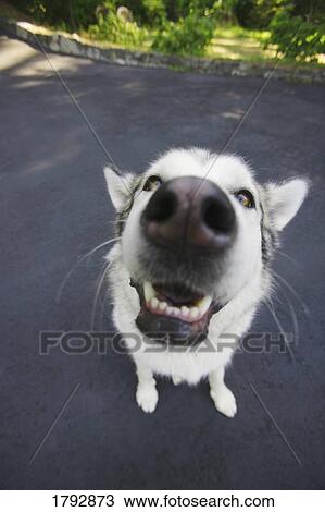 Close-up of husky's nose View Large Photo Image Stock Image - Close-up of husky's nose. Fotosearch