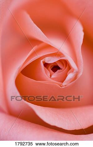 Close up of the inside of a pink rose View Large Photo Image Stock Photography - Close up of the inside of a pink rose. Fotosearch