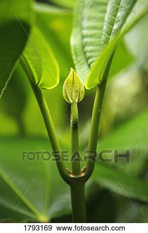 Stock Photo - Closeup of leaves and new growth. Fotosearch