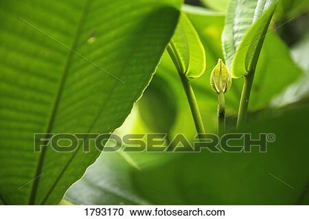 Stock Image - Closeup of leaves. Fotosearch