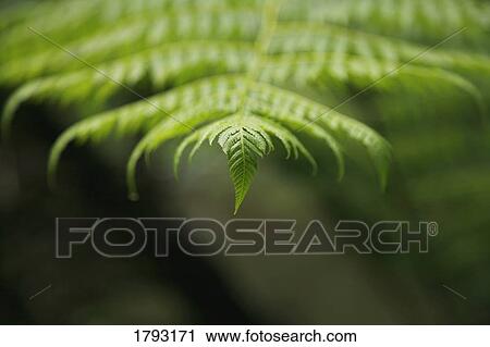 Closeup of the tip of a fern leaf View Large Photo Image Stock Image - Closeup of the tip of a fern leaf. Fotosearch