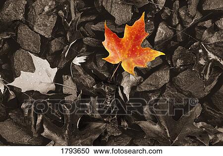 Stock Image - Coloured maple leaf on black and white background. Fotosearch