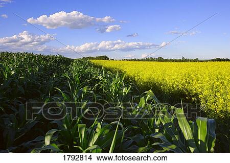 Picture - Corn field and Canola field. Fotosearch